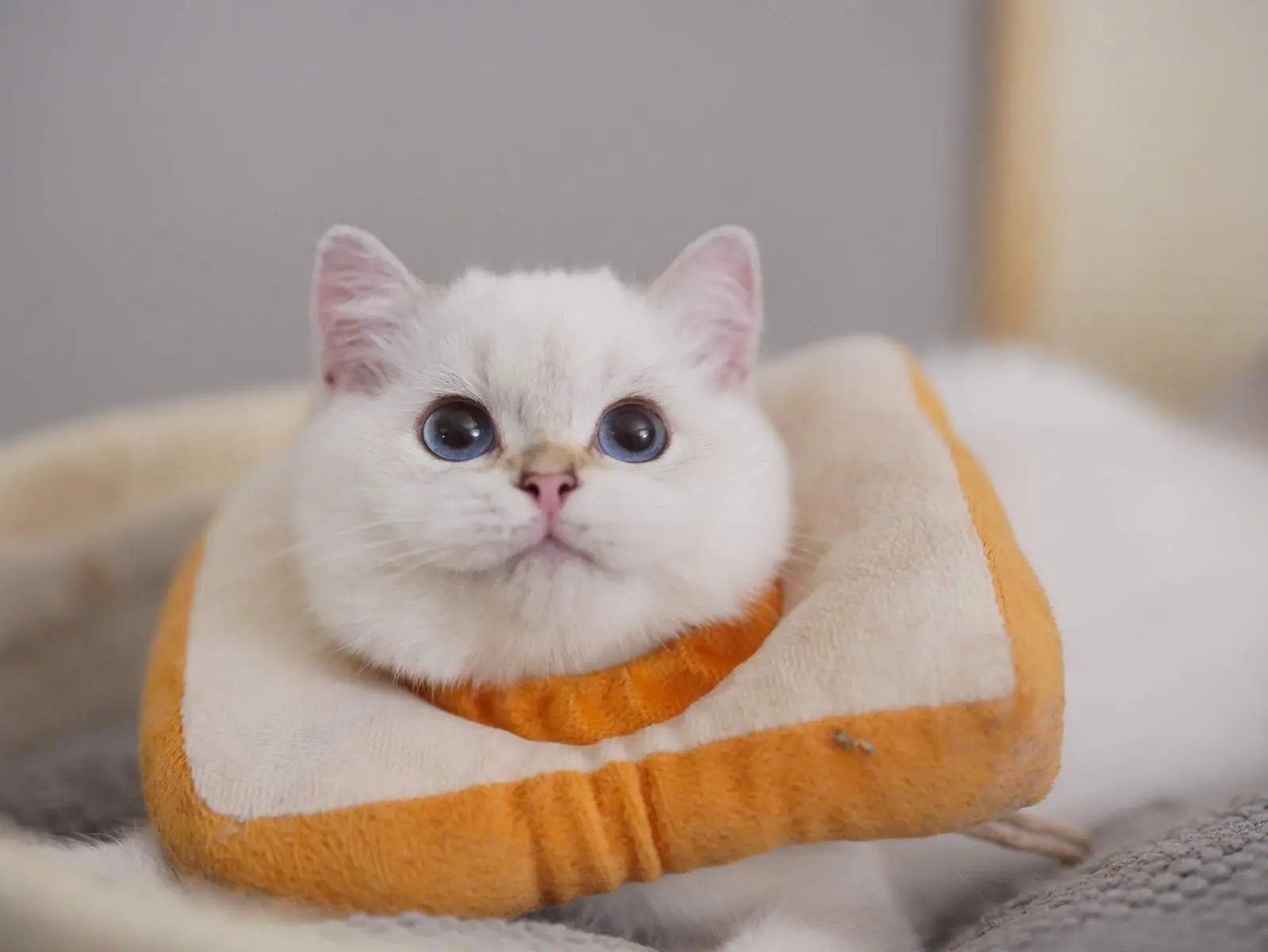 Pinenut — Golden Point — British Shorthair
