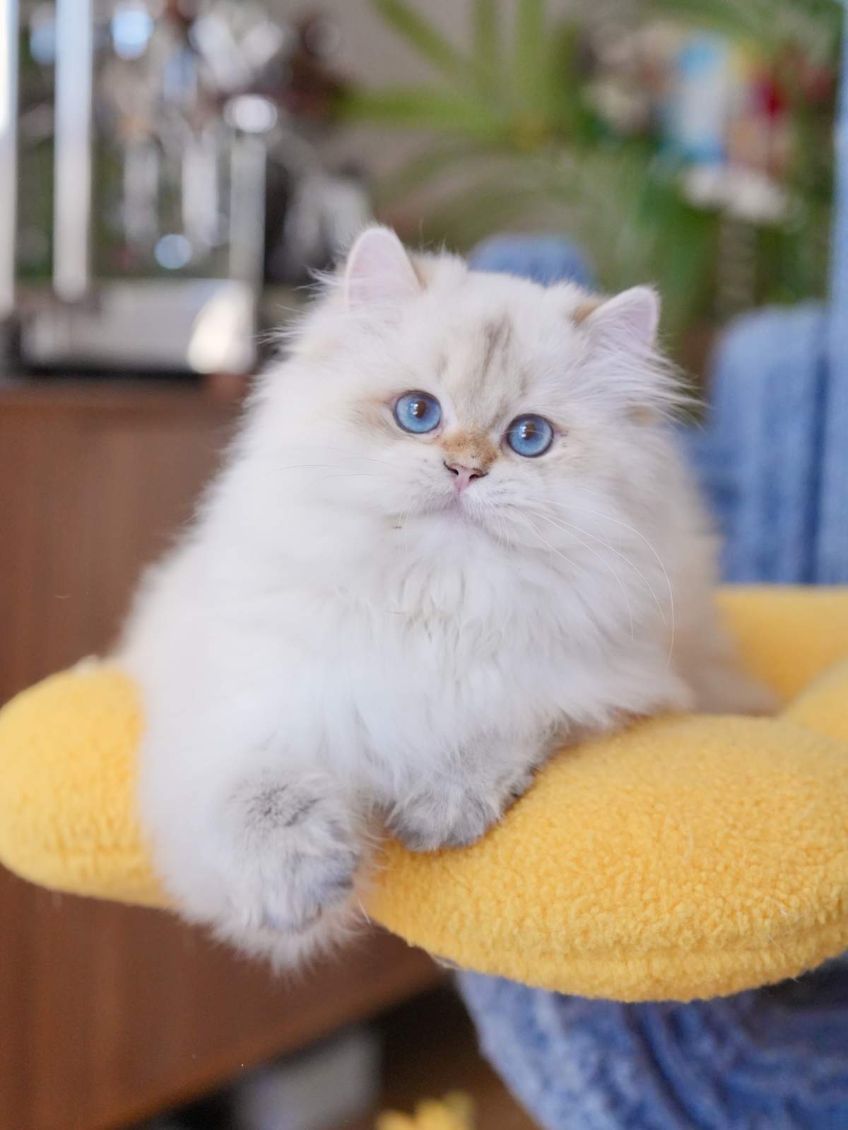 Golden British Longhair popcorn is enjoying his time on a blue cat tree