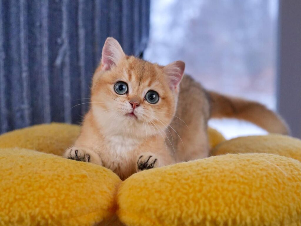 Golden Shaded British Shorthair - Rory - British Shorthair for sale & British Longhair Kittens for sale