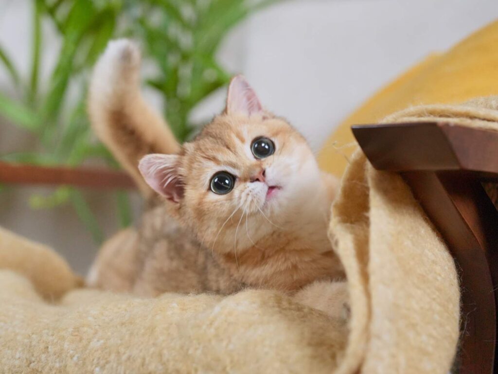 Golden Shaded British Shorthair - Rory - British Shorthair for sale & British Longhair Kittens for sale