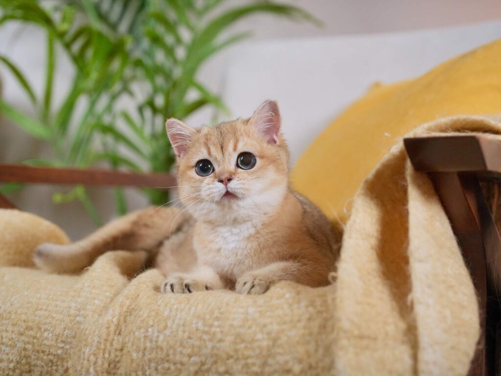 Golden Shaded British Shorthair - Rory - British Shorthair for sale & British Longhair Kittens for sale