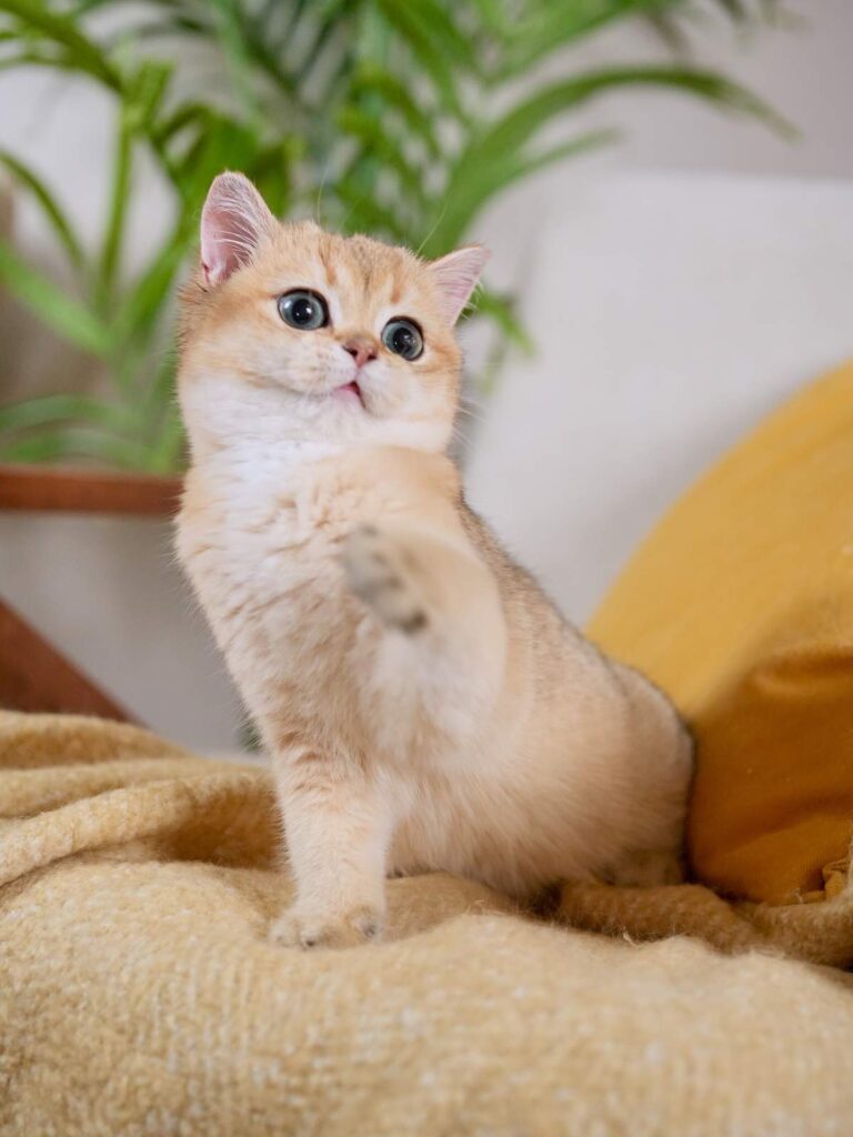 Golden Shaded British Shorthair - Rory - British Shorthair for sale & British Longhair Kittens for sale