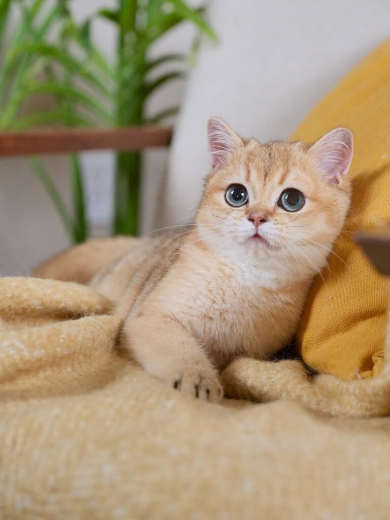Golden Shaded British Shorthair - Rory - British Shorthair for sale & British Longhair Kittens for sale