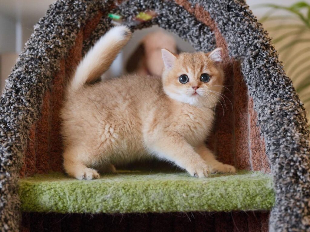 Golden Shaded British Shorthair - Rory - British Shorthair for sale & British Longhair Kittens for sale