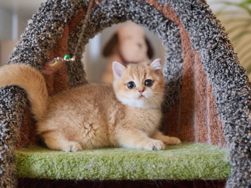 Golden Shaded British Shorthair - Rory - British Shorthair for sale & British Longhair Kittens for sale