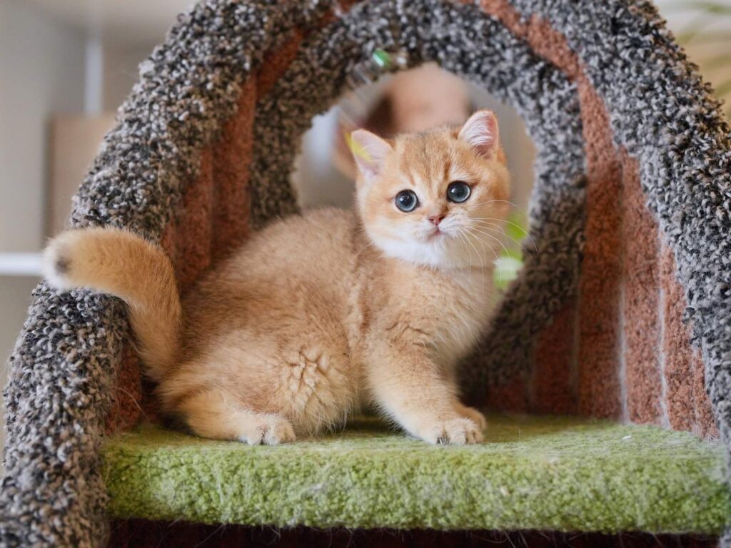 Golden Shaded British Shorthair - Rory - British Shorthair for sale & British Longhair Kittens for sale