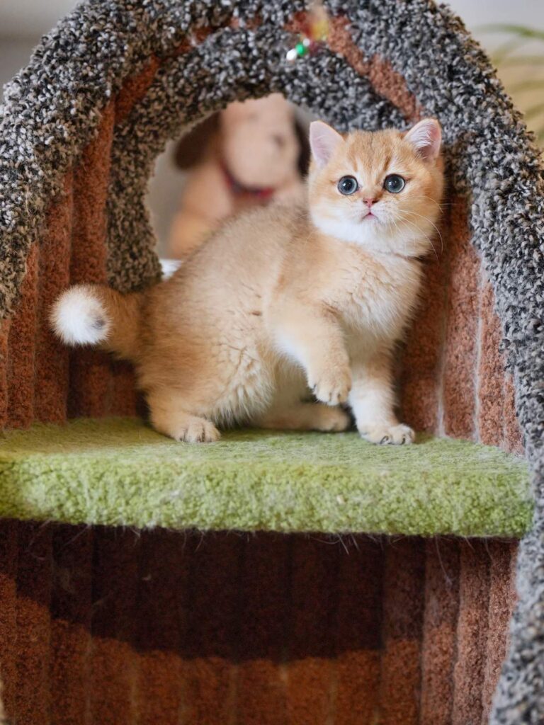 Golden Shaded British Shorthair - Rory - British Shorthair for sale & British Longhair Kittens for sale