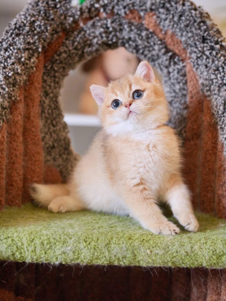 Golden Shaded British Shorthair - Rory - British Shorthair for sale & British Longhair Kittens for sale