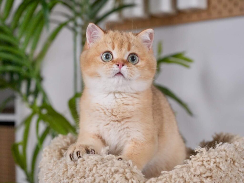 sunny is a big face british shorthair for sale. He is playing with us!