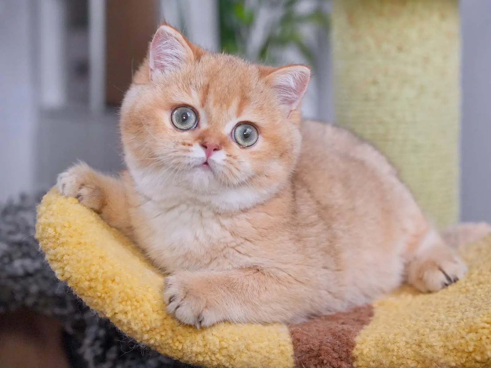 British Shorthair cat for HCM breed risk overview
