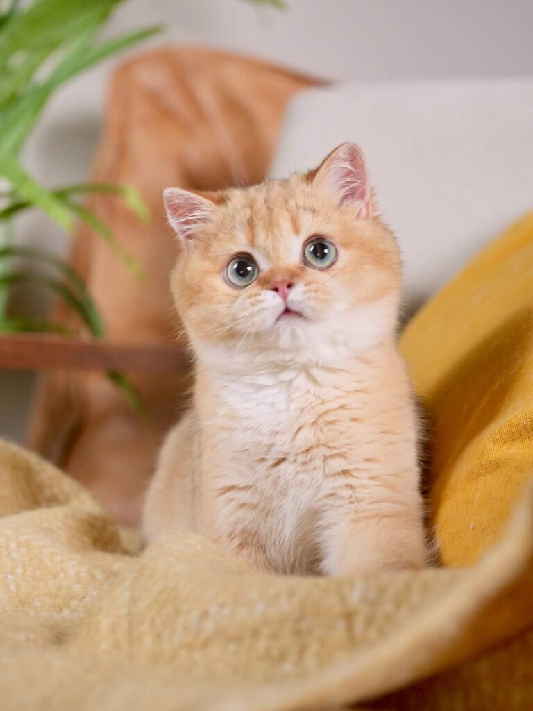 sunny is a big face golden british shorthair for sale. He is looking at us!
