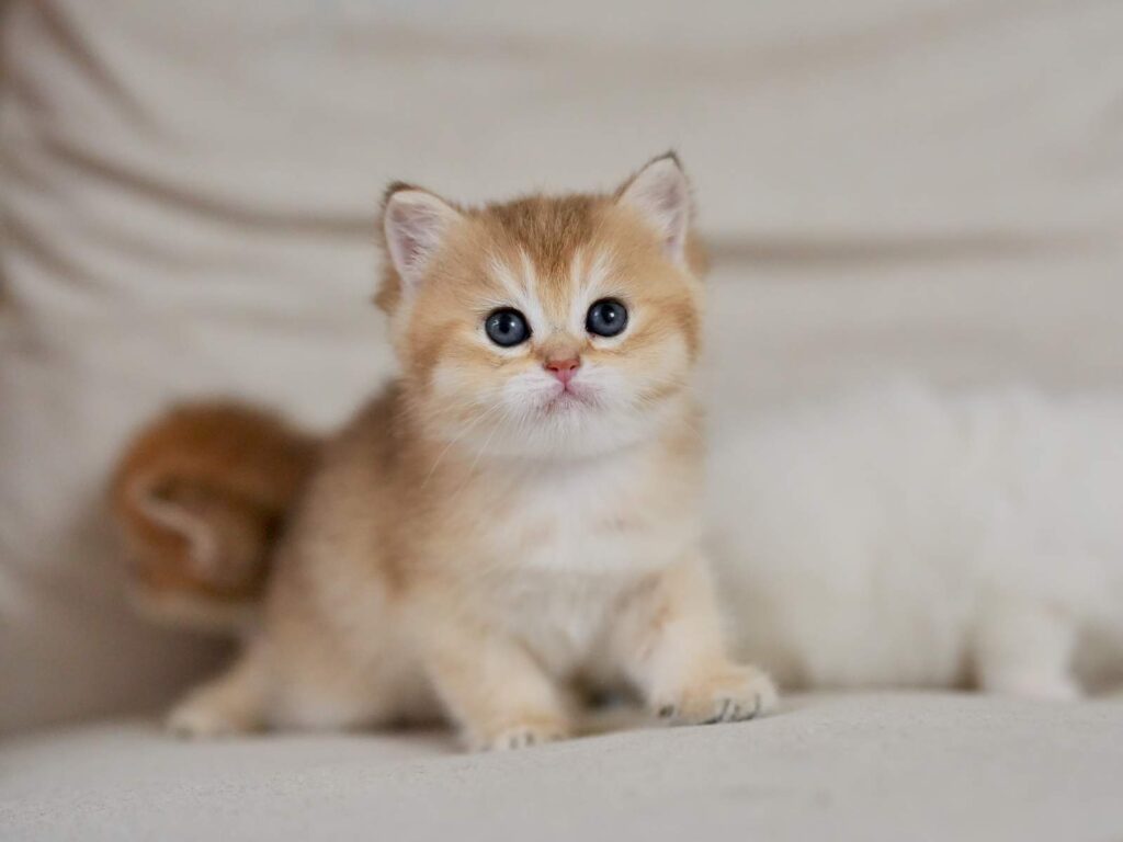 Golden Shaded British Shorthair - Marigold - British Shorthair for sale & British Longhair Kittens for sale