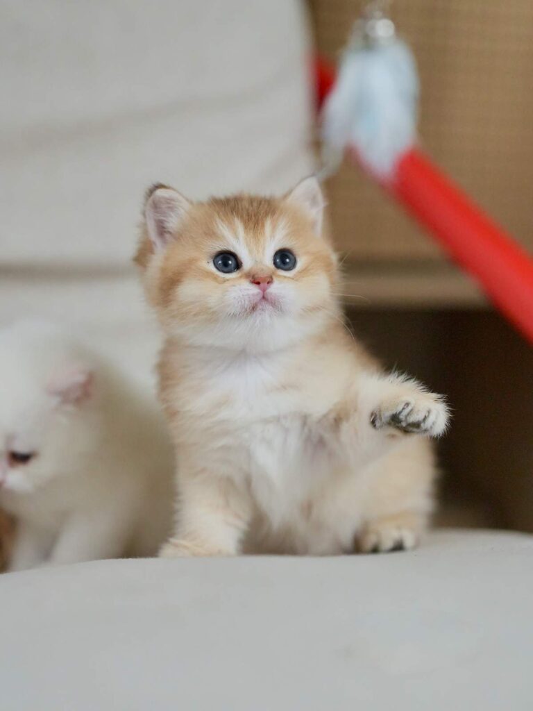 Golden Shaded British Shorthair - Marigold - British Shorthair for sale & British Longhair Kittens for sale