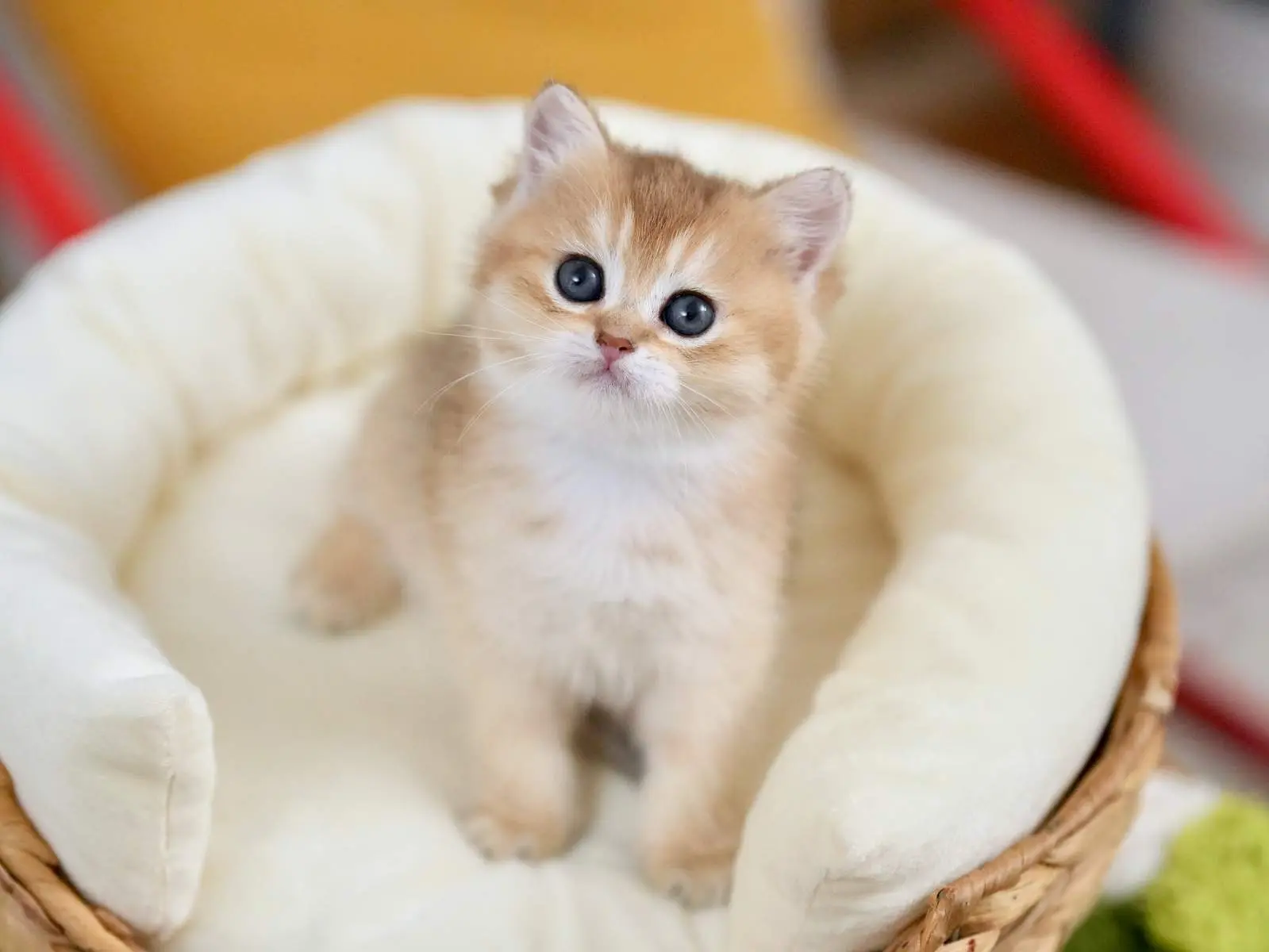 Marigold — Golden — British Shorthair