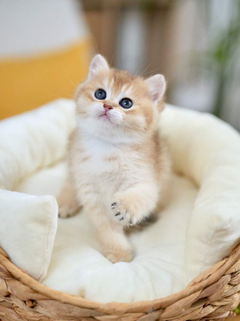 Golden Shaded British Shorthair - Marigold - British Shorthair for sale & British Longhair Kittens for sale