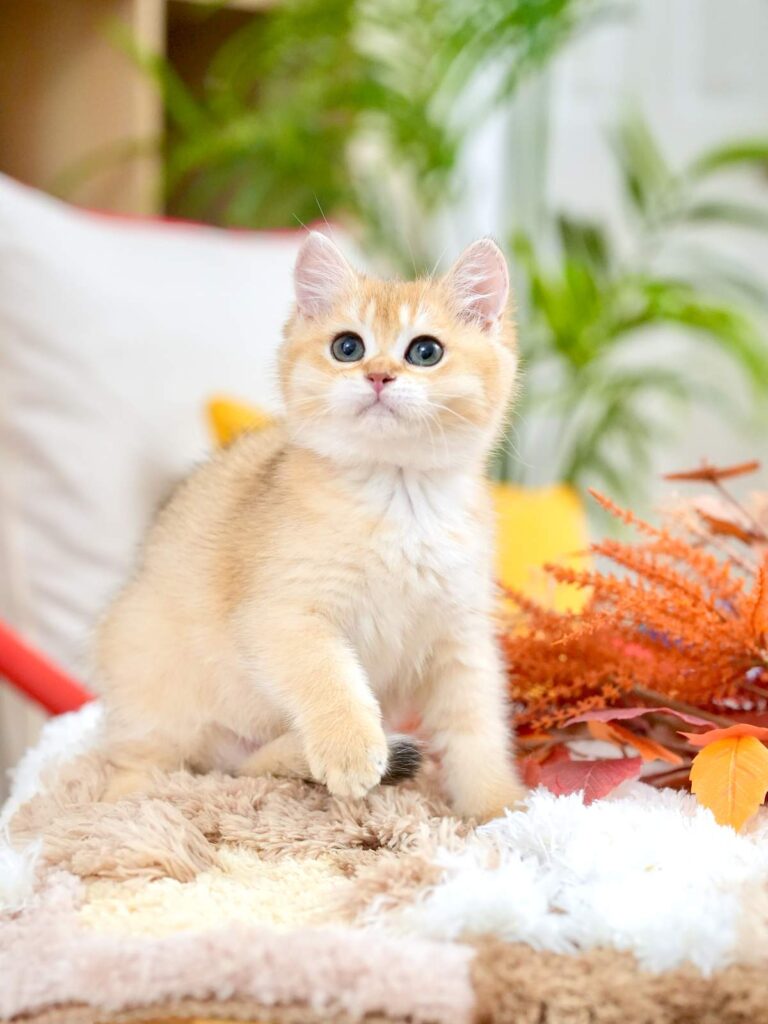 Golden Shaded British Shorthair - Marigold - British Shorthair for sale & British Longhair Kittens for sale
