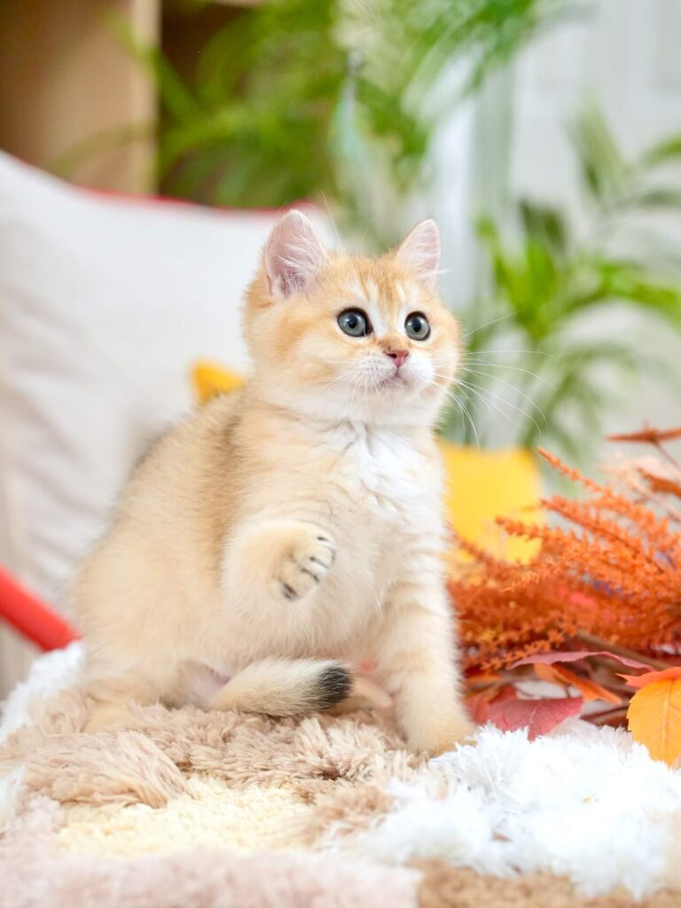 Golden Shaded British Shorthair - Marigold - British Shorthair for sale & British Longhair Kittens for sale
