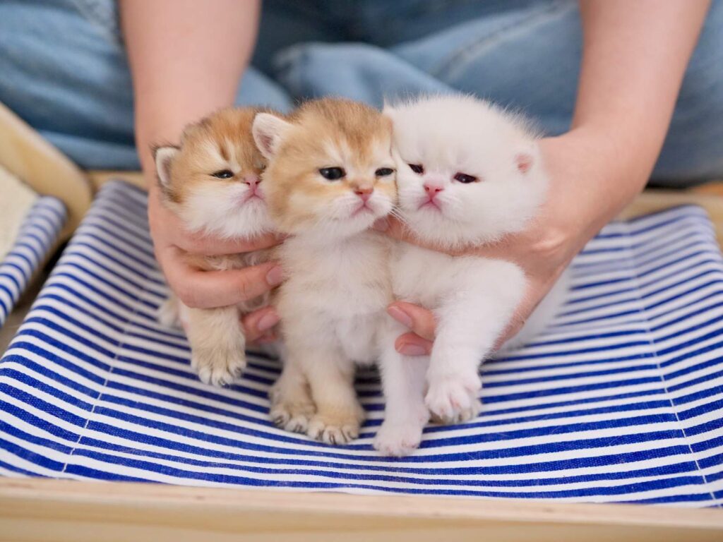 Golden Shaded British Shorthair - Marigold - British Shorthair for sale & British Longhair Kittens for sale
