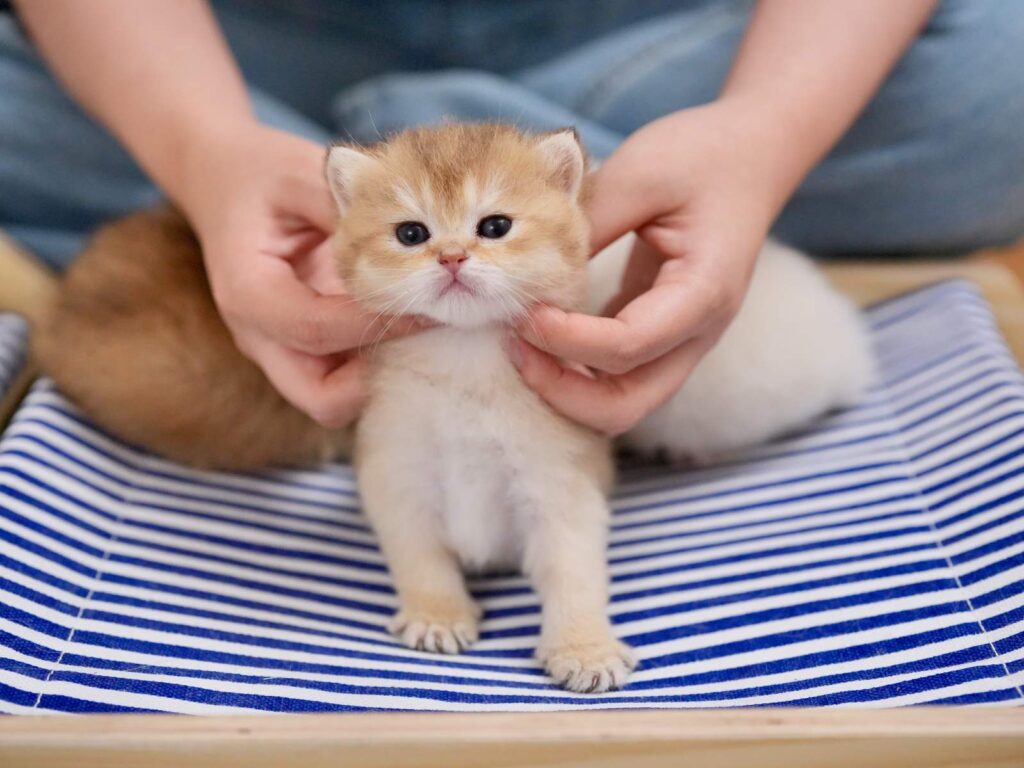 Golden Shaded British Shorthair - Marigold - British Shorthair for sale & British Longhair Kittens for sale