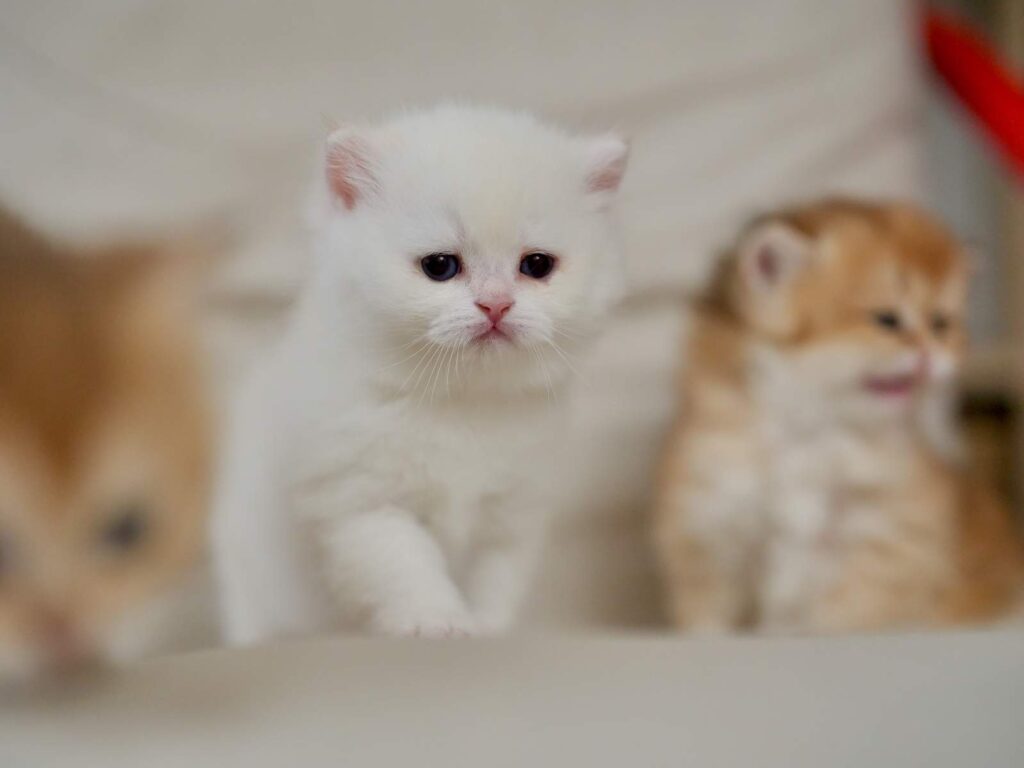 Golden Point Shaded British Shorthair - Nanook - British Shorthair for sale & British Longhair Kittens for sale