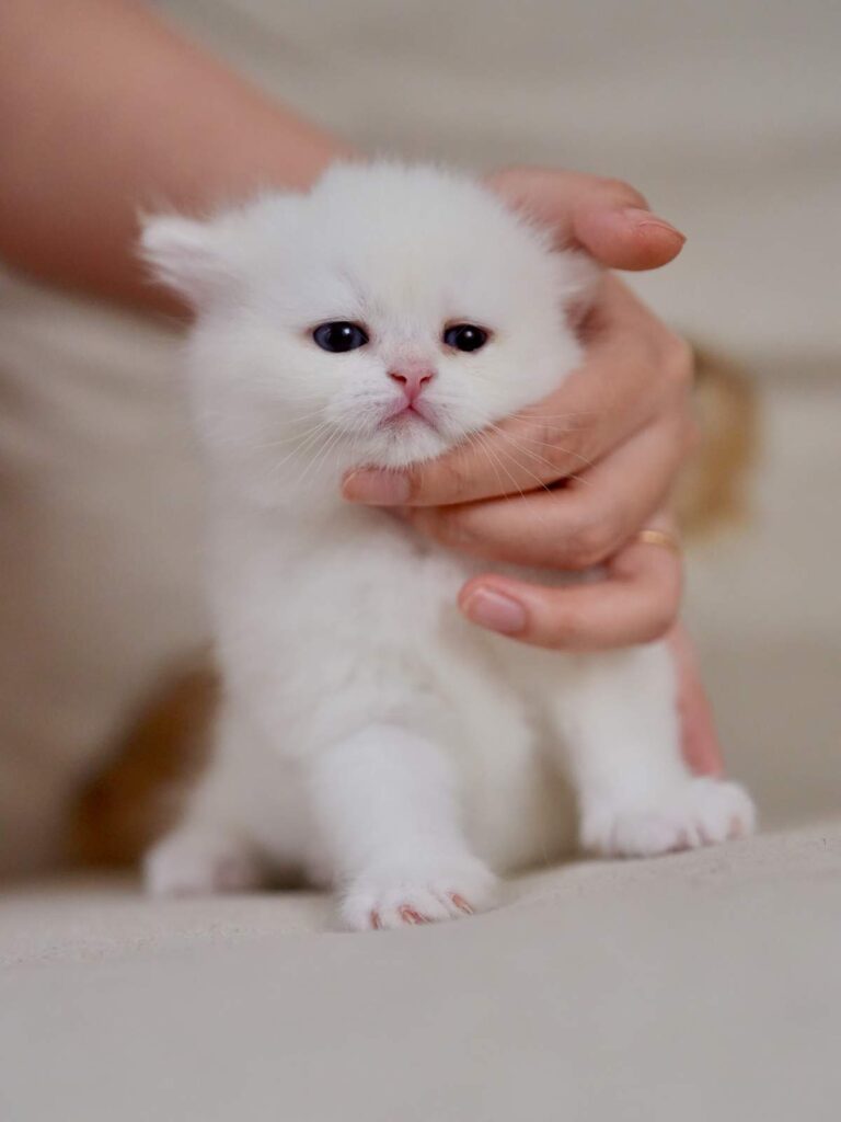 Golden Point Shaded British Shorthair - Nanook - British Shorthair for sale & British Longhair Kittens for sale