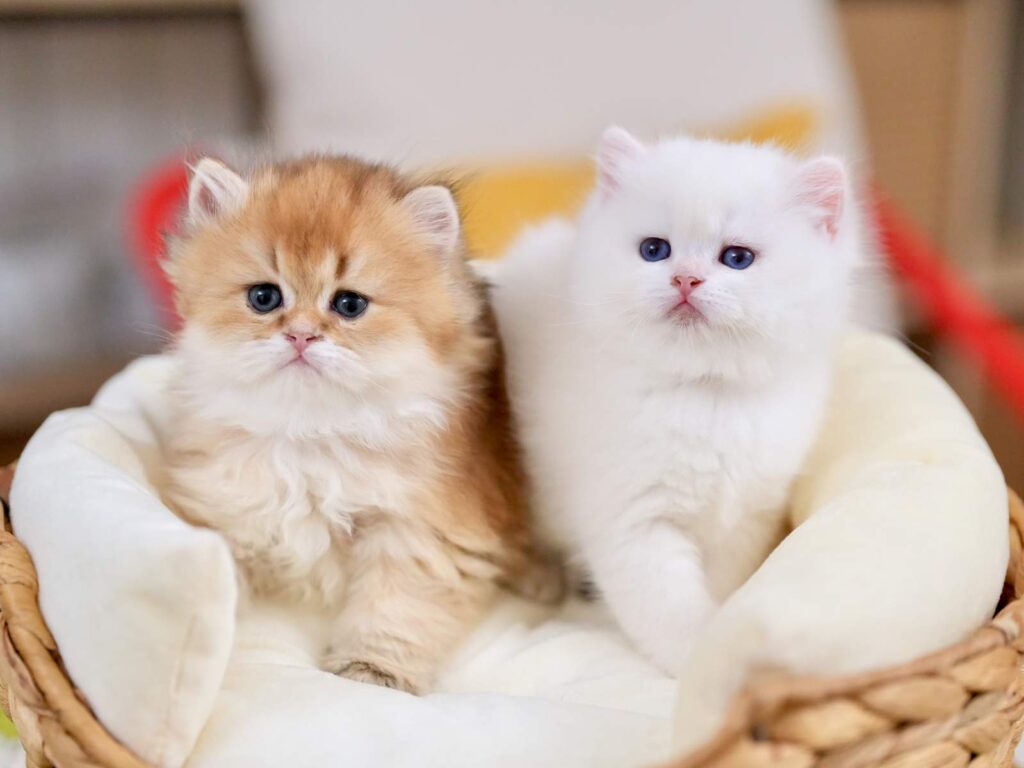 Golden Point Shaded British Shorthair - Nanook - British Shorthair for sale & British Longhair Kittens for sale