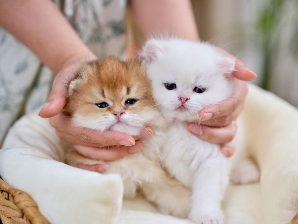 Golden Point Shaded British Shorthair - Nanook - British Shorthair for sale & British Longhair Kittens for sale