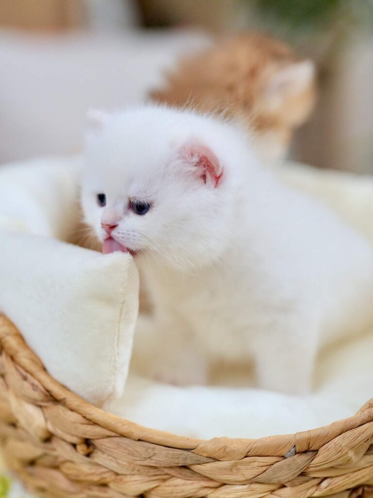 Golden Point Shaded British Shorthair - Nanook - British Shorthair for sale & British Longhair Kittens for sale