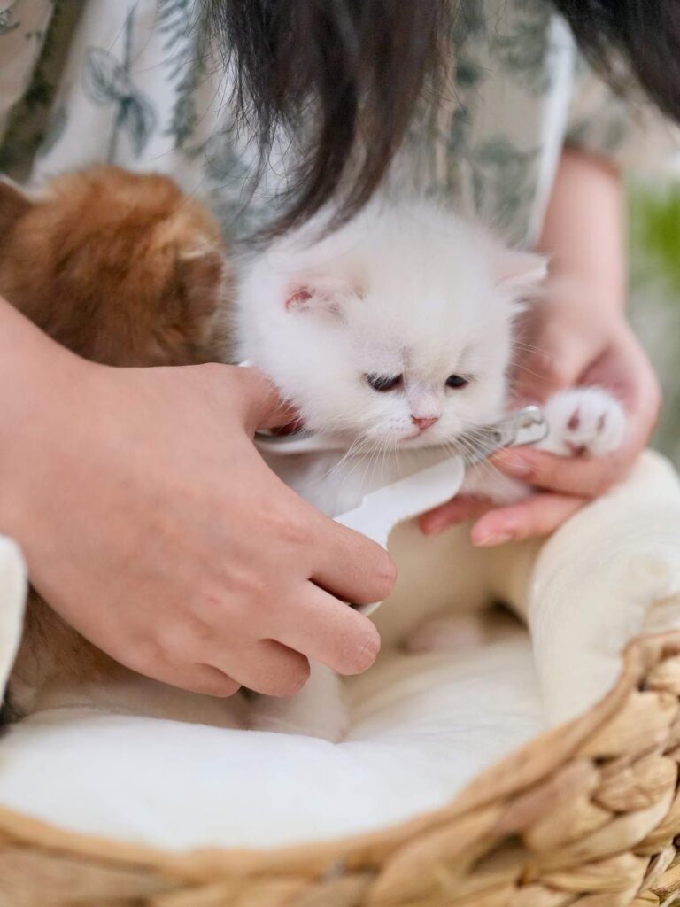 Golden Point Shaded British Shorthair - Nanook - British Shorthair for sale & British Longhair Kittens for sale