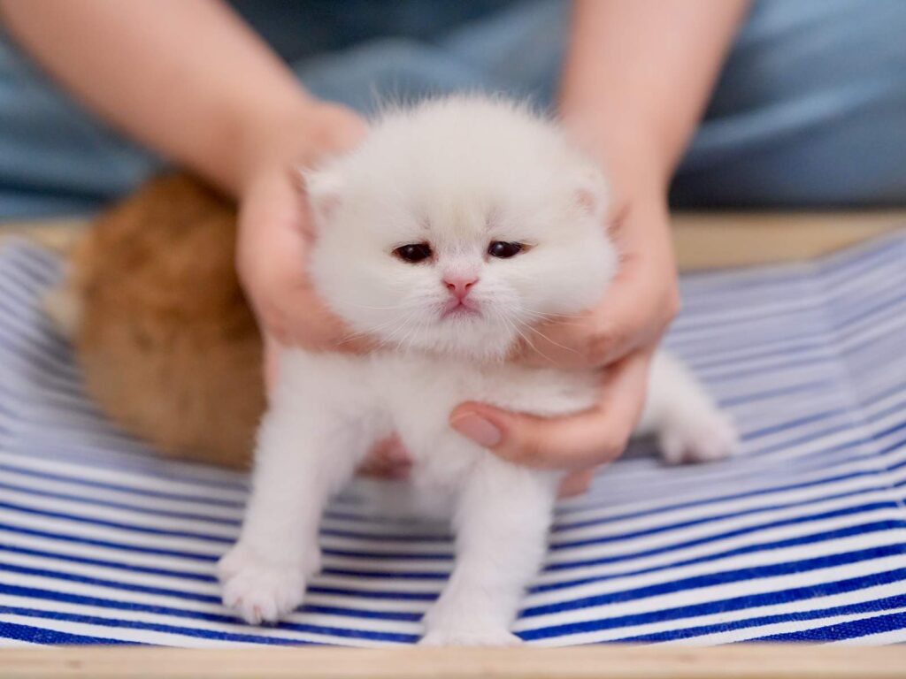 Golden Point Shaded British Shorthair - Nanook - British Shorthair for sale & British Longhair Kittens for sale