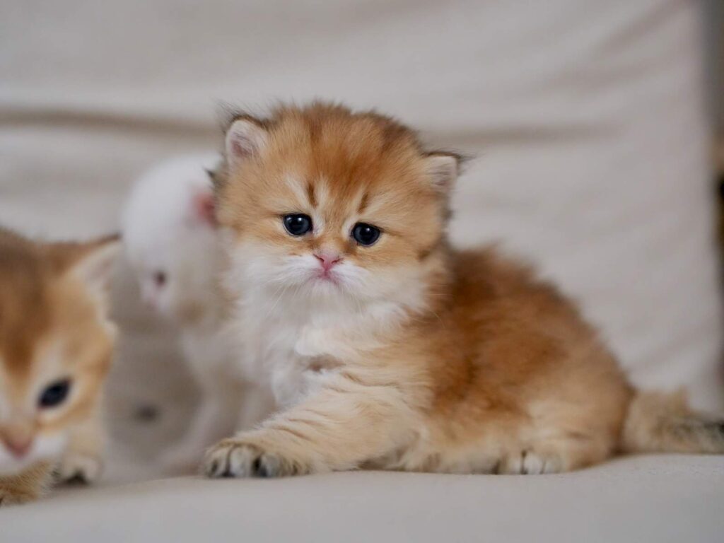 Golden Shaded British Longhair - Rollo - British Shorthair for sale & British Longhair Kittens for sale