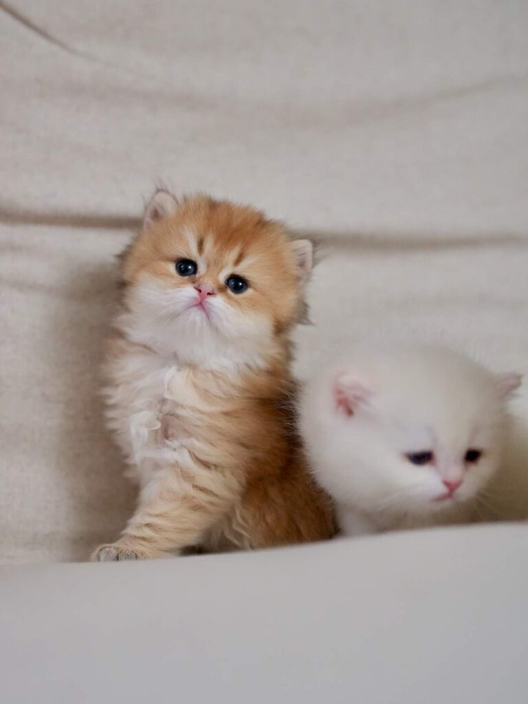 Golden Shaded British Longhair - Rollo - British Shorthair for sale & British Longhair Kittens for sale