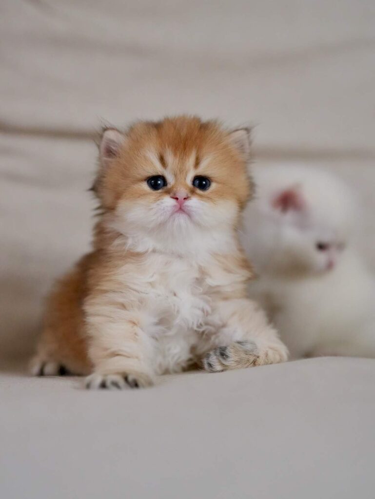 Golden Shaded British Longhair - Rollo - British Shorthair for sale & British Longhair Kittens for sale