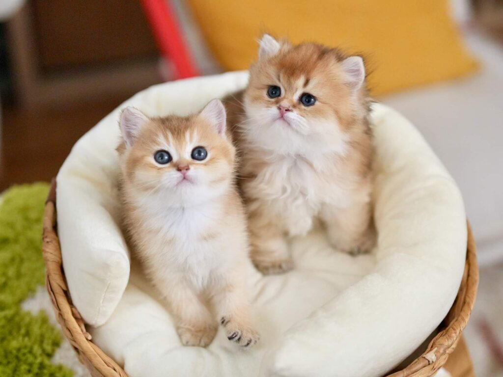Golden Shaded British Longhair - Rollo - British Shorthair for sale & British Longhair Kittens for sale