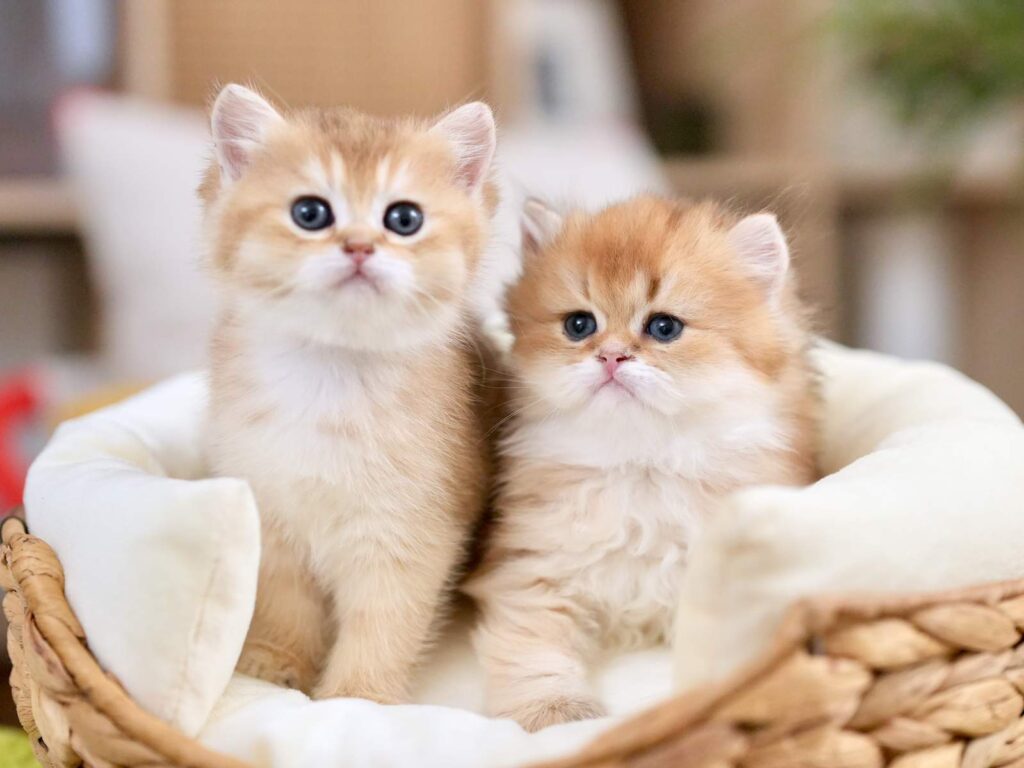 Golden Shaded British Longhair - Rollo - British Shorthair for sale & British Longhair Kittens for sale