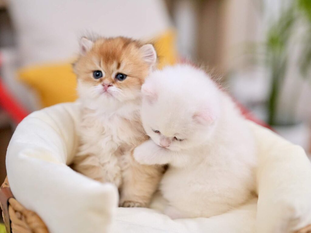 Golden Shaded British Longhair - Rollo - British Shorthair for sale & British Longhair Kittens for sale