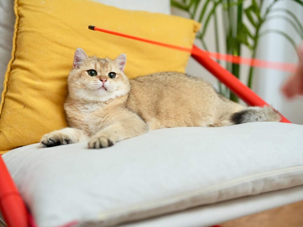 Golden Shaded British Shorthair - Blackberry - British Shorthair for sale & British Longhair Kittens for sale