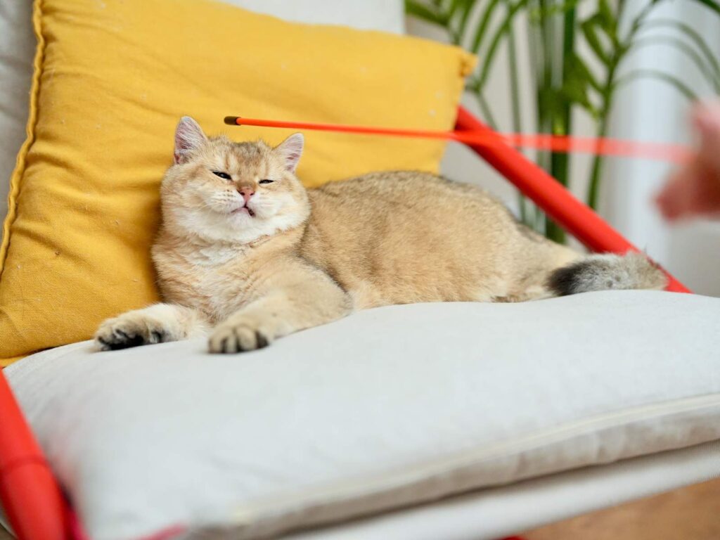 Golden Shaded British Shorthair - Blackberry - British Shorthair for sale & British Longhair Kittens for sale