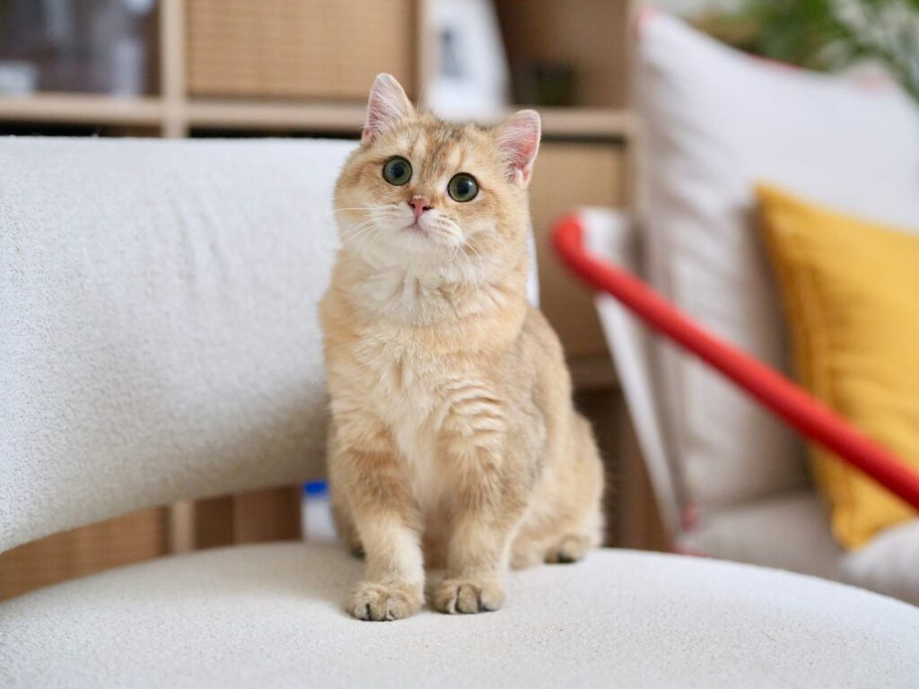 Teddy - Golden British Shorthair - British Shorthair for sale & British Longhair Kittens for sale