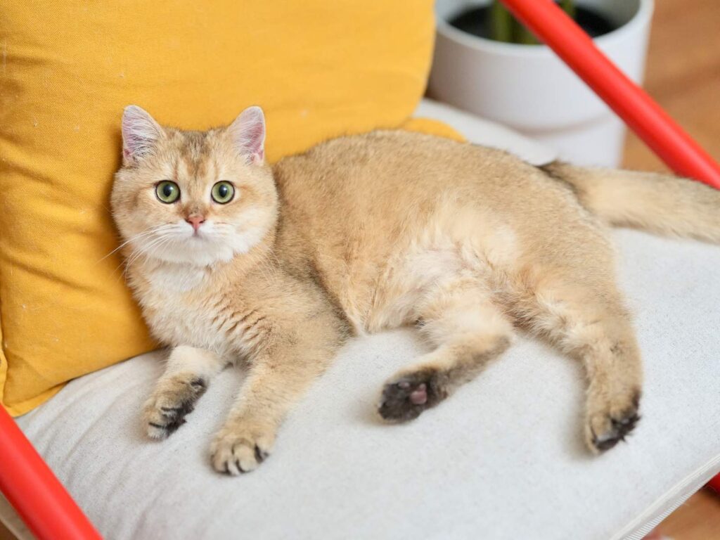 Golden Shaded British Shorthair - Blackberry - British Shorthair for sale & British Longhair Kittens for sale
