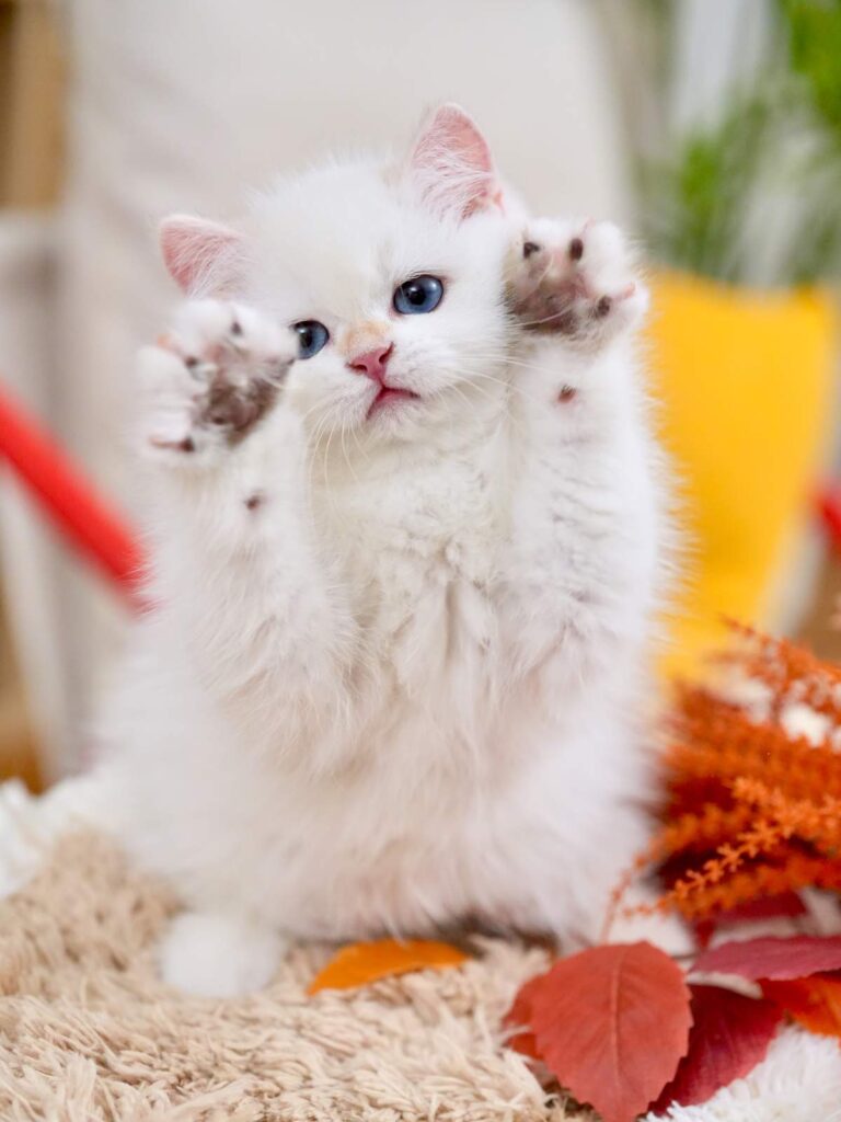 Golden Point Shaded British Shorthair - Nanook - British Shorthair for sale & British Longhair Kittens for sale