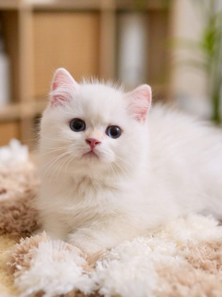 Golden Point Shaded British Shorthair - Nanook - British Shorthair for sale & British Longhair Kittens for sale