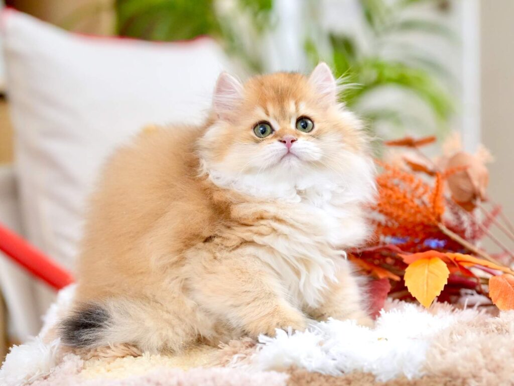 Golden Shaded British Longhair - Rollo - British Shorthair for sale & British Longhair Kittens for sale