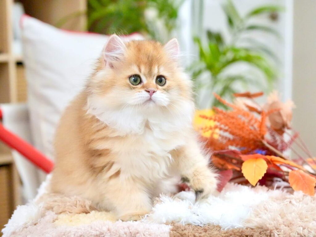 Golden Shaded British Longhair - Rollo - British Shorthair for sale & British Longhair Kittens for sale