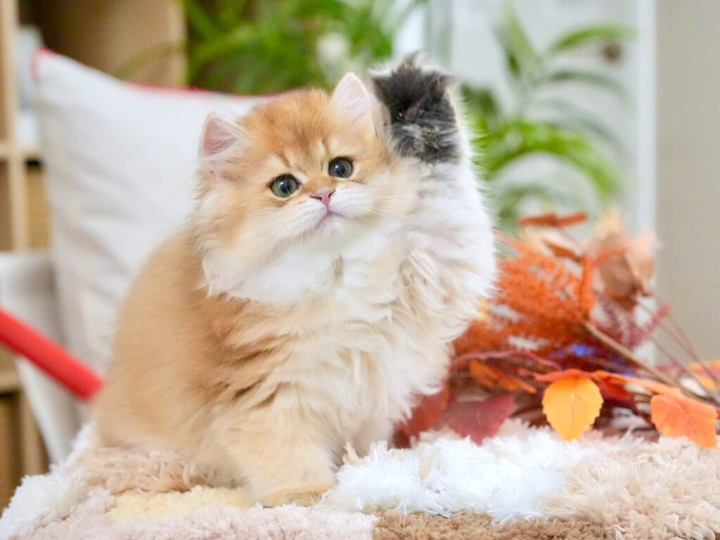 Golden Shaded British Longhair - Rollo - British Shorthair for sale & British Longhair Kittens for sale
