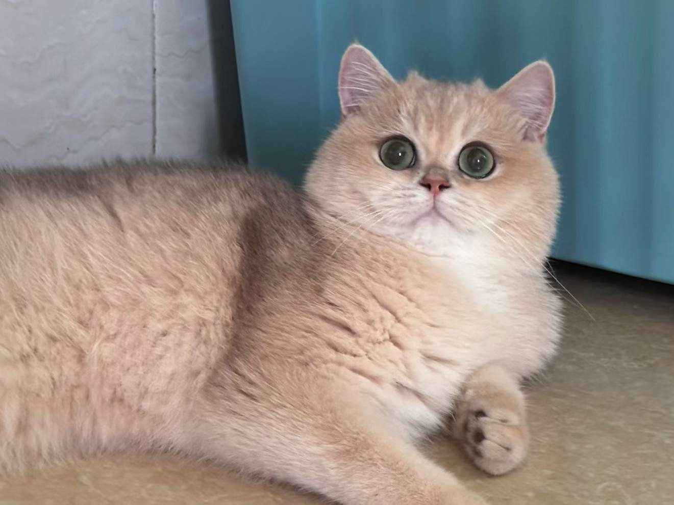 Blueberry — Blue Golden — British Shorthair