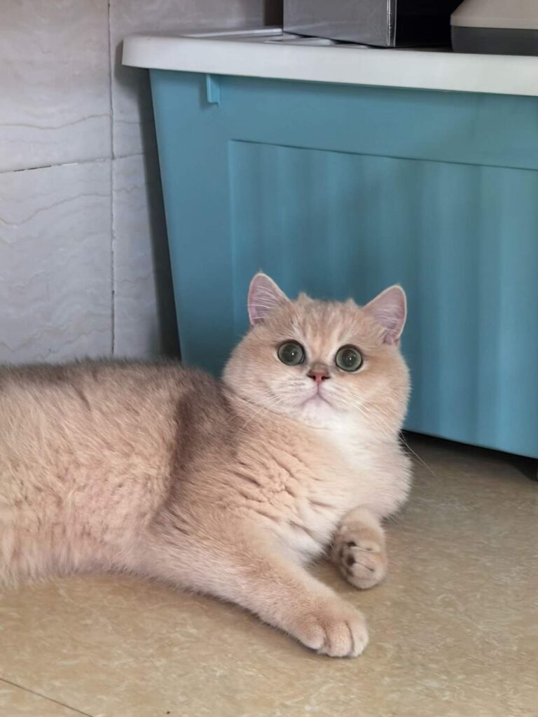 shorthair british blue blueberry is leaning on a blue box