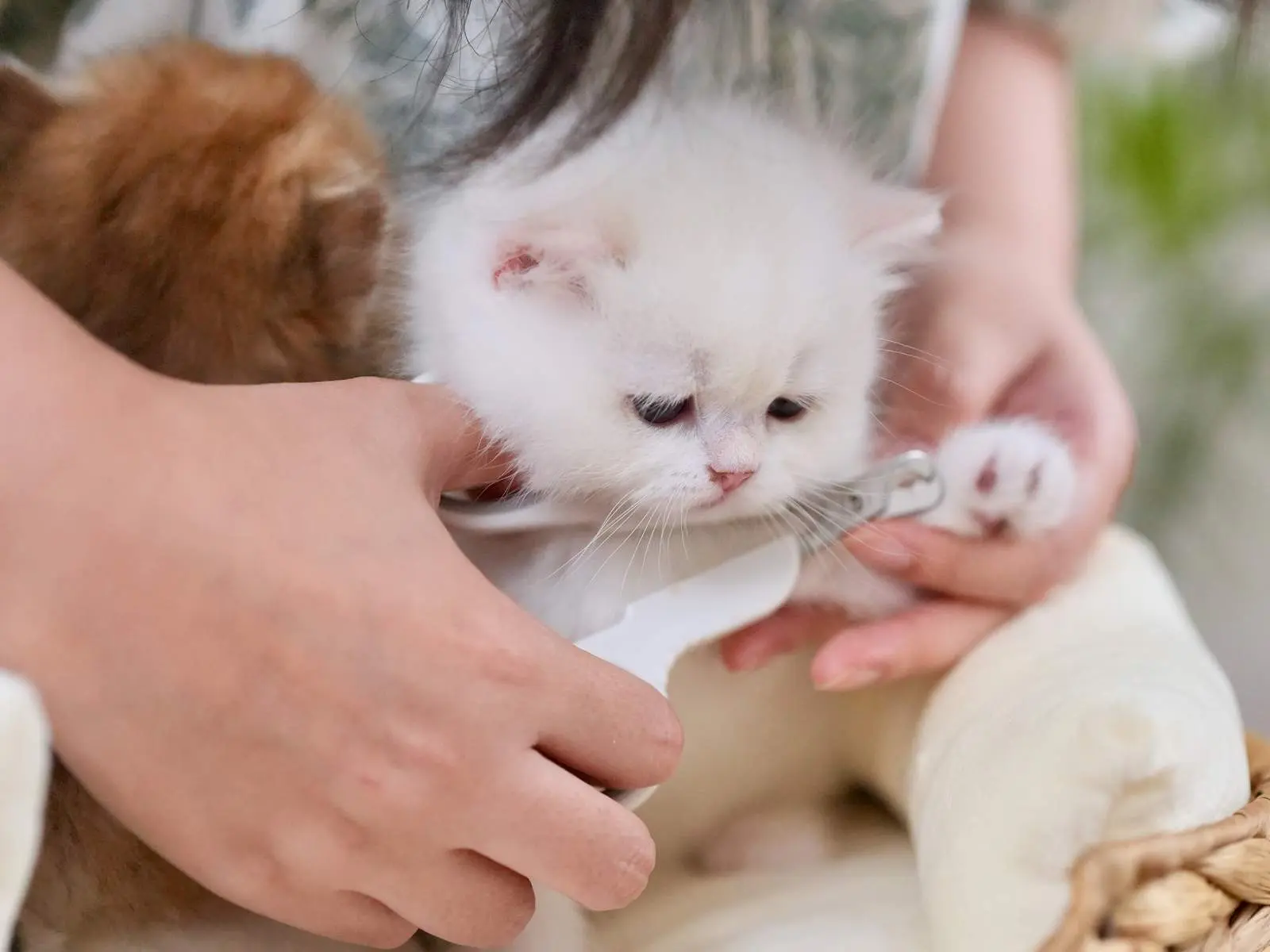 Nail trimming