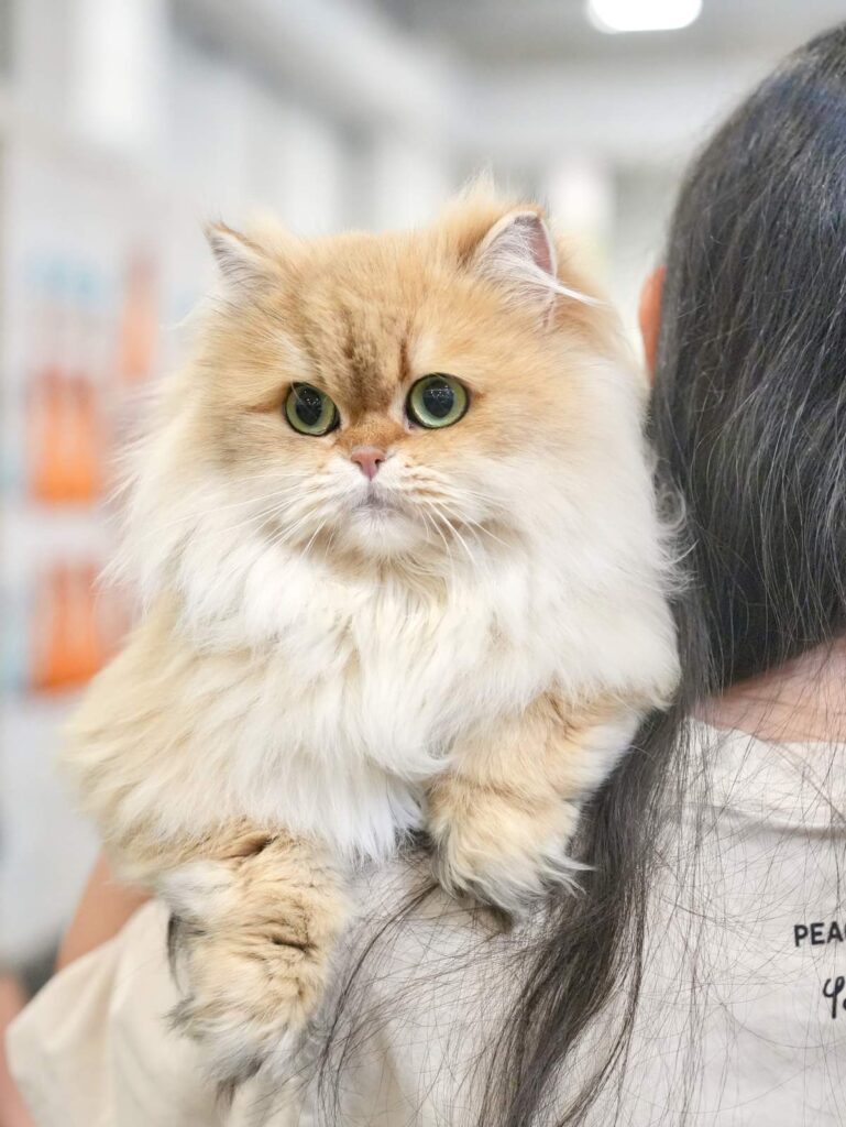 golden shaded british longhair edith is on my shoulder in show