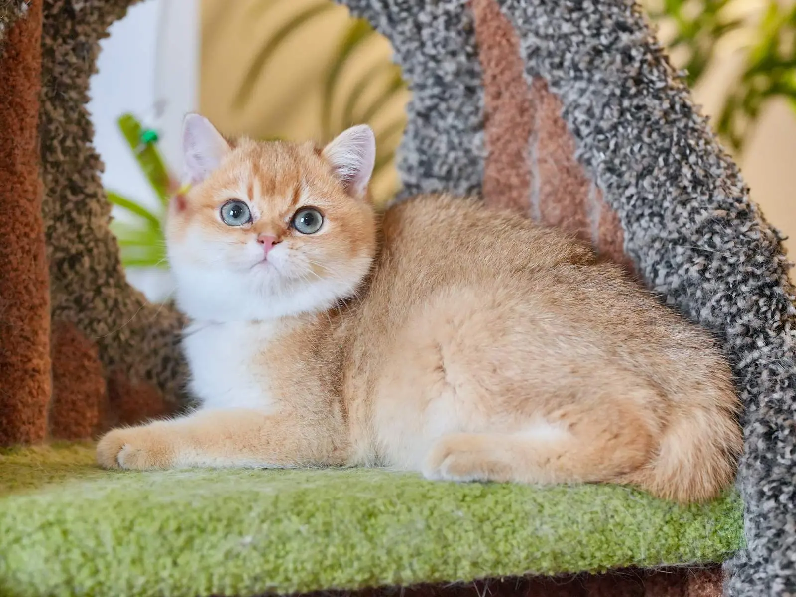 Walter — Golden — British Shorthair